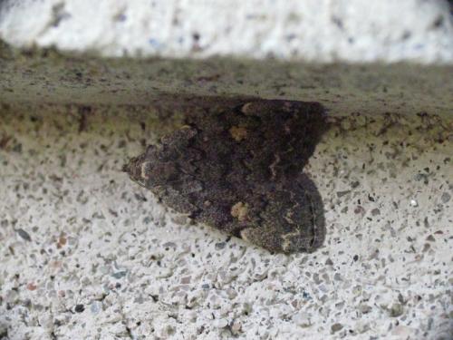 Idia aemula